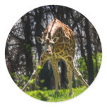 Giraffe Bowing stickers