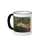 Giraffe calendars coffee mugs & cups