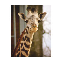 Giraffe Canvas Stretched Canvas Prints