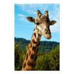 Giraffe Close Up Print photography