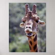 Giraffe Closeup Poster