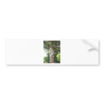Giraffe Eating Leaf Bumper Stickers
