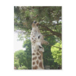 Giraffe Eating Leaf postcards