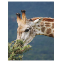 Giraffe eating some leaves full color flyer