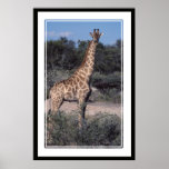Giraffe - Etosha National Park, Namibia Posters