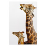 Giraffe Family Gift