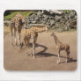 Giraffe Family