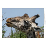 Giraffe Feeding cards