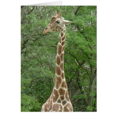 Giraffe Gentleness Greeting Card by Incatneato