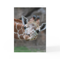Giraffe  Greeting Card