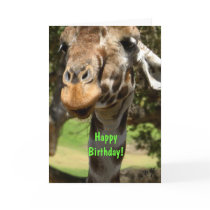 Giraffe, Happy Birthday!