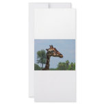 Giraffe head against blue sky photograph picture rack cards