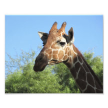 Giraffe Head Photo