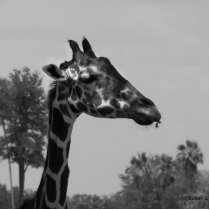 Giraffe head with plants and sky photograph photo cutout