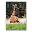 Giraffe Humour cards