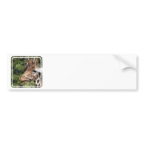 Giraffe Images Bumper Stickers