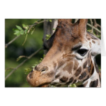 Giraffe Images Greeting Card