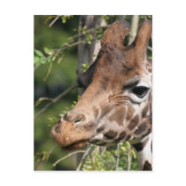 Giraffe Images Postcard