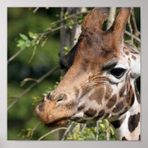Giraffe Images Poster