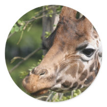 Giraffe Images Stickers