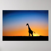 Giraffe in Central Kalahari Poster FROM 8.60