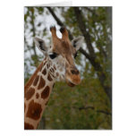 Giraffe in natural habitat cards