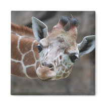 Giraffe  Magnet