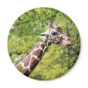 Giraffe Magnet