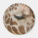 giraffe magnets