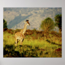 Giraffe Masai Mara Kenya 2