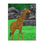 Giraffe photo colourized orange and green postcards