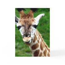 Giraffe Photo Greeting Card