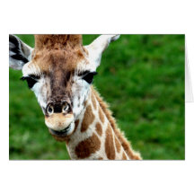 Giraffe Photo Greeting Card