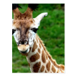 Giraffe Photo Postcard