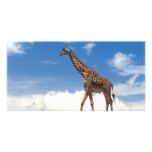 Giraffe Photo Cards