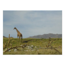 Giraffe Photograph