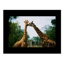 Giraffe Photograph Postcards