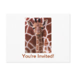 Giraffe Postcards
