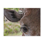 Giraffe Postcards