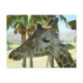 Giraffe Postcard