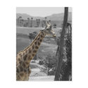 Giraffe Postcard