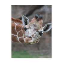 Giraffe  Postcard