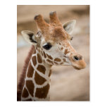 Giraffe Postcard