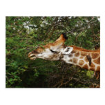 Giraffe Postcard