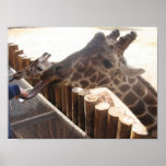 Giraffe Print