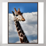 giraffe poster