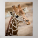 Giraffe posters