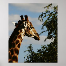 Giraffe posters, prints, images, pictures
