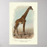 GIRAFFE PRINT