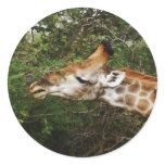 Giraffe safari gifts round sticker